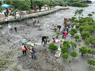 學生體驗紅樹林幼苗清除 打造淡水河生態保育
