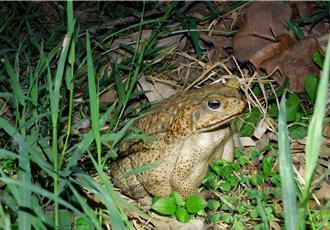 南投社區發揮保育關鍵力 攜手移除海蟾蜍 今年迄今零發現