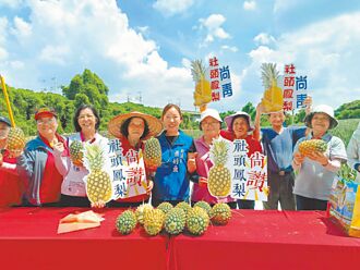 彰化 山腳鳳梨減產 現至中秋尚好呷