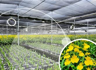 農業部科技助攻台灣花卉 生產效率產值雙提升