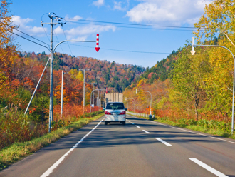 去日本注意！北海道驚見「劇毒外來種植物」 一碰秒起巨型水泡