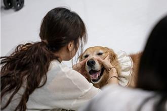 幸福感媲美加薪303萬 高雄「人寵共學營」帶毛孩進辦公室