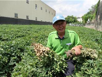 花生「果莢黑斑病」有解！農改場推廣木黴菌肥料
