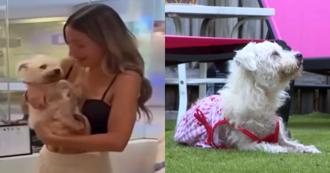 爱犬失踪4年奇蹟返家！主人含泪拥抱：以为牠被撞死了