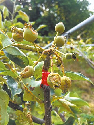 台中赤星病蔓延 梨農籲移除龍柏