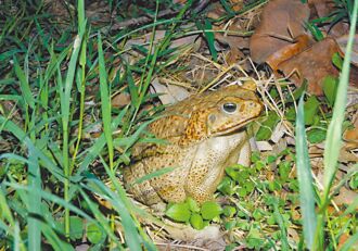 南投防治海蟾蜍 社區參與見效