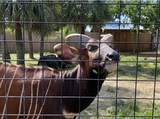 台北動物園新夥伴 極危斑哥羚羊10月報到 長榮航無償運送