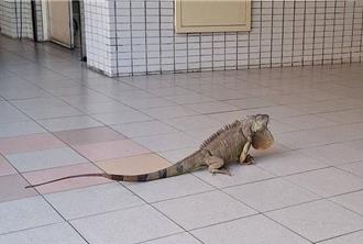 高雄綠鬣蜥氾濫！超肥身形占國小走廊 衛武營成「抓龍」熱點