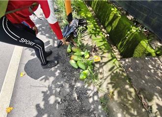 芒果市价贵1倍 游客忍不住偷採7颗惨了