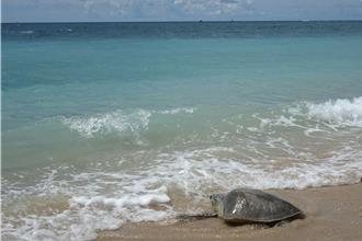三肢欖蠵龜重返大海！雲林父開3小時車直呼「太值得」