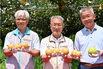 宜蘭三星上將梨盛產！擴大採摘體驗 搶攻夏日商機
