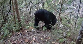 黑熊現身台中海拔1200公尺山區 紅外線畫面曝 距果園僅2公里