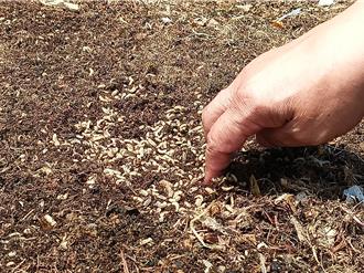 彰化50萬黑水虻大軍出動 日啖4公噸廚餘 解決垃圾危機