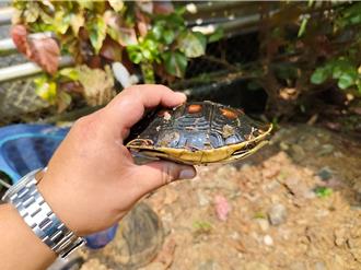 翡翠水庫集水區成食蛇龜樂園 新北市府聯手永安里推動保育