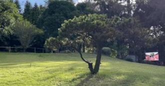 1棵破300萬！公園被檢舉買「天價樹」現況曝光：多棵已死亡