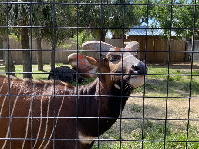 休士頓動物園宣布贈送1隻剛滿2歲的雄性斑哥羚羊「Harris」，送給台北市立動物園，盼能繼續繁衍。（陳祐誠攝）