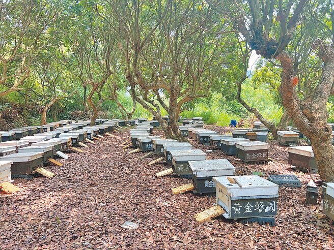黃宥嘉家族目前養殖蜜蜂400多箱。（黃宥嘉提供／葉靜美彰化傳真）
