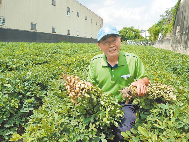 台中区农改场研发木霉菌肥料，可提高花生果荚健康率，26日在虎尾镇举办观摩会展现成果。（张朝欣摄）