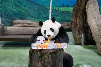 台北動物園大貓熊圓寶5歲了 進入假孕期 園方將與成都聯繫配對