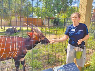 休士頓長榮航空日 贈台斑哥羚羊