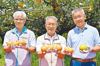 宜蘭 三星上將梨上市 推廣採收體驗