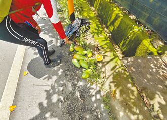 7颗市价千元 外配偷摘芒果吃官司