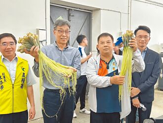 屏東 鳳梨葉纖維紡織成紗 量產銷美