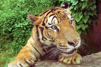 暑假樂翻天！高雄「壽山動物園」兒童免費入園  加碼昆蟲特展