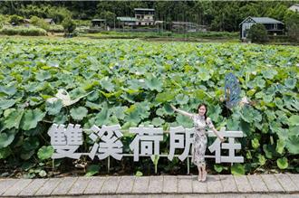 雙溪荷花炸開美如仙境！拍照3秘訣曝光