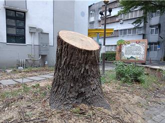 影》宜蘭百年樟樹染「樹癌」！羅大佑童年回憶樹忍痛鋸斷