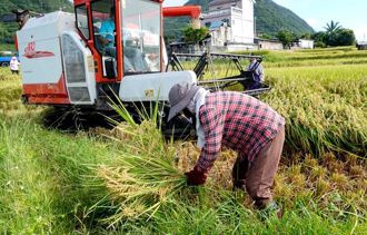 緩解令和米荒！日本進口米配額提早標售 台灣拿下520公噸