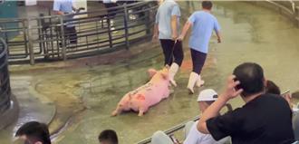 動團踢爆台灣活體豬拍賣虐待黑幕 促農業部推屠體評級