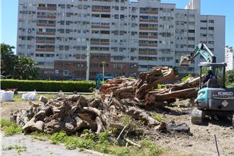 花蓮百年榕樹「罹癌」倒伏續命未果 縣府忍痛移除