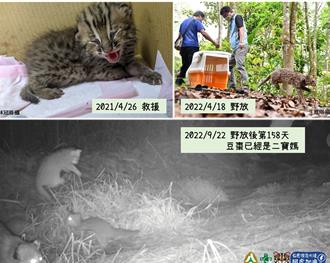 傳奇石虎「豆棗」殞命南投 解剖驗出犬殺 體內有2鉛彈頭