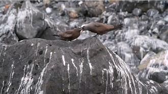 珍稀玄燕鸥现身澎湖猫屿 幼鸟学飞、亲鸟反刍喂食萌翻天