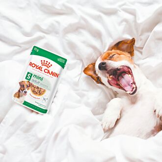 法國皇家濕糧 寵物補水優選