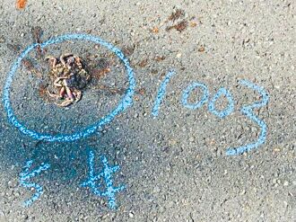 小琉球陸蟹路殺 2個月逾千隻