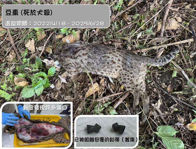 生多所痛心宣布，追蹤超過3年的石虎「豆棗」死亡，經解剖確認牠遭犬殺，且體內殘留2個鉛彈頭。（生多所提供／楊靜茹南投傳真）