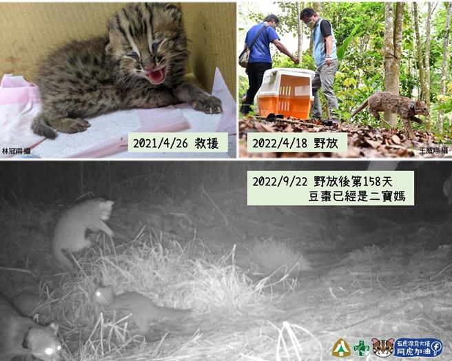 生多所說，野放追蹤石虎3年多來，期間記錄牠5次生產，讓各界了解石虎這個神祕物種。（生多所提供／楊靜茹南投傳真）
