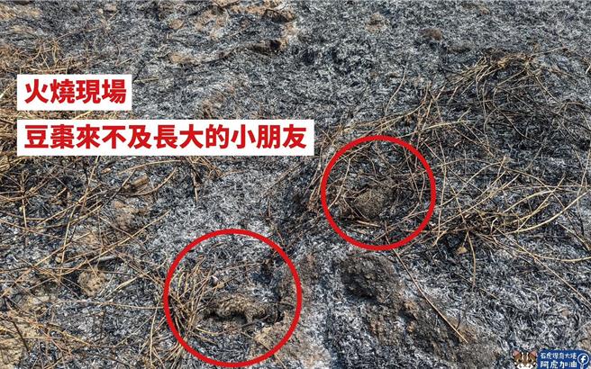豆棗疑似遇到農民燒雜草，第2胎的2隻小石虎已被燒成焦屍。（生多所提供／楊靜茹南投傳真）