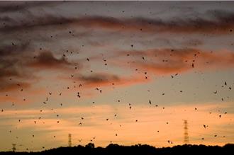 五股溼地夏日賞燕季開跑 萬燕歸巢超壯觀