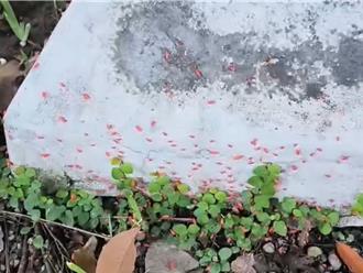 椿象大軍壓境！台中南區信義南街樹下「橘紅一片」