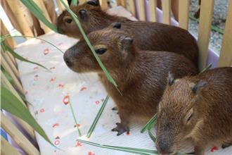 水豚君超萌！嘉義動保夏令營秒殺 暑假孩童嗨翻