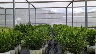 台灣薑產業技術大升級 健康種薑1年就能上市