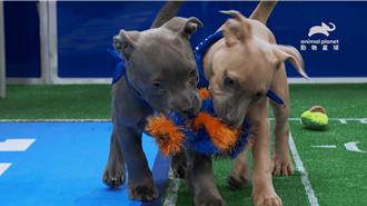可愛萌犬場上拚搏 吸睛可愛模樣直攻觀眾心房