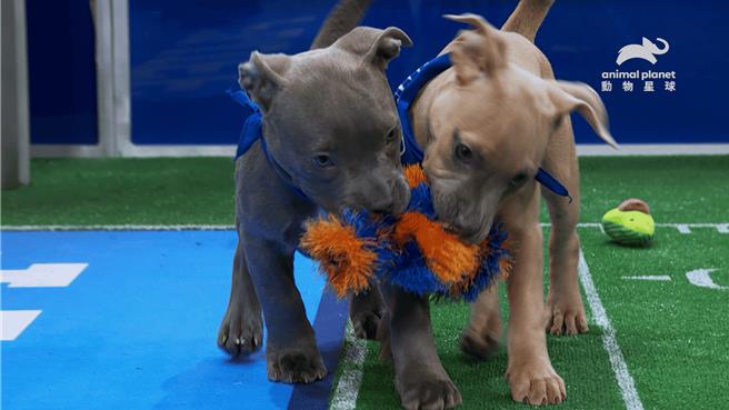 為了角逐毛孩體育界的最高榮譽，狗狗運動員們敏捷地在場內奔馳、爭奪玩具。（動物星球頻道提供）