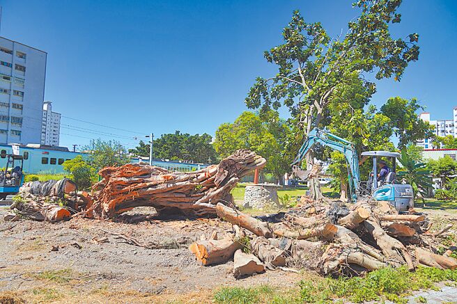 花莲市中华路平交道旁1棵被花莲县政府列管的百年老榕树，根部罹患「树癌」褐根病，去年10月因风灾倒伏，续命未果县府只能忍痛移除。（罗亦晽摄）