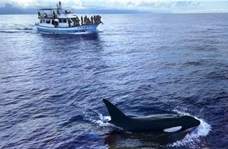 花蓮外海睽違3年再見1對虎鯨 賞鯨遊客嗨翻