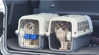 從廈門走私36隻品種貓害「全部安樂死」  4男走私罪嫌起訴