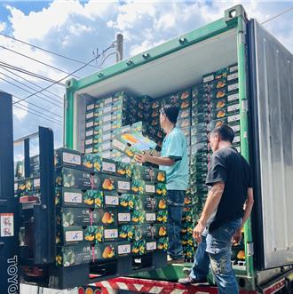 高雄金煌芒果啟航！首批6公噸外銷新加坡